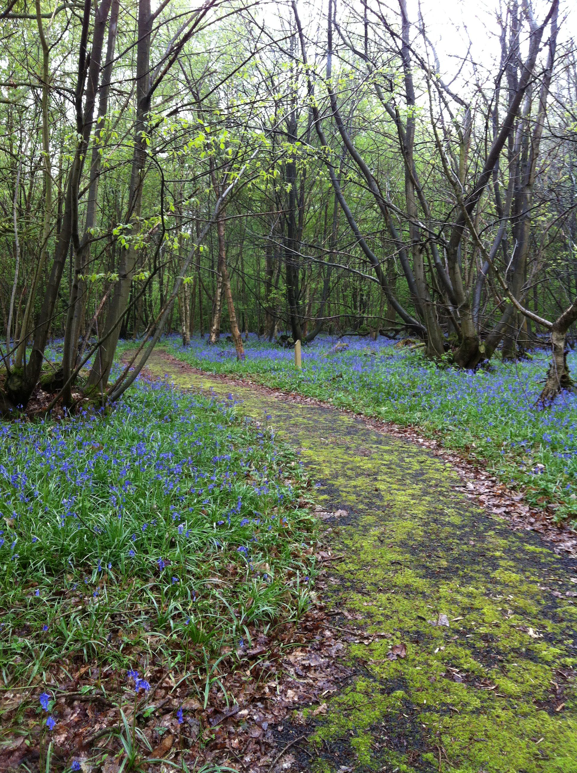 Bluebells Around The Path
